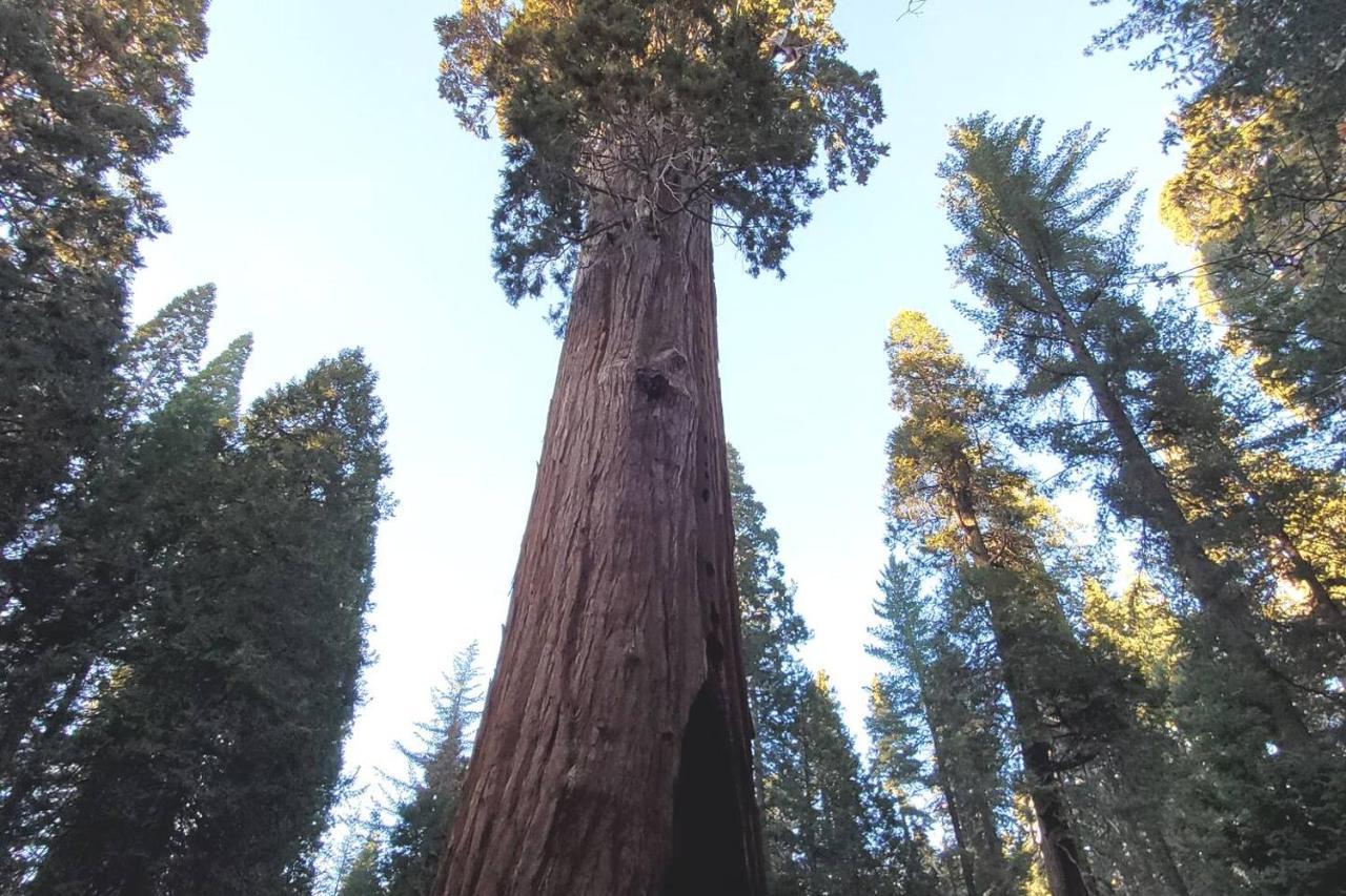Wilsonia Sequoia Glenヴィラ エクステリア 写真